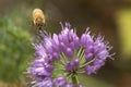 Honey bee visiting a lavender allium flower in New Hampshire