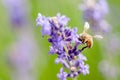 Honey bee visiting the lavender flowers and collecting pollen close up pollination