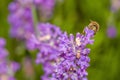 Honey bee visiting the lavender flowers and collecting pollen close up pollination