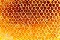 Honey Bee Wax Honeycomb