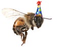 Honey bee on White Background With Birthday Hat Royalty Free Stock Photo