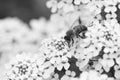 Honey bee on white candytuft flowers macro Royalty Free Stock Photo