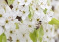 Honey bee in white cherry blossom flowers Royalty Free Stock Photo