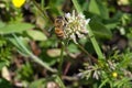 Honey bee on a white clover flower Royalty Free Stock Photo