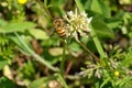 Honey bee on a white clover flower Royalty Free Stock Photo