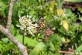 Honey bee on a white clover flower Royalty Free Stock Photo