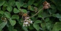 A honey bee on a white common clover flower