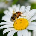 Honey bee on white daisy Royalty Free Stock Photo