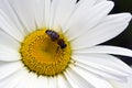 Honey Bee on White Daisy Royalty Free Stock Photo