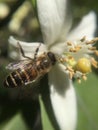 Honey Bee on a White Flower