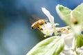 Honey bee on a white flower and collecting polen. Flying honeybee. One bee flying during sunshine day. Insect.