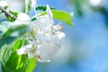 Honey bee on a white flower and collecting polen. Flying honeybee. One bee flying during sunshine day. Insect.