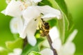 Honey bee on a white flower and collecting polen. Flying honeybee. One bee flying during sunshine day. Insect.