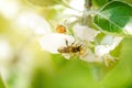 Honey bee on a white flower and collecting polen. Flying honeybee. One bee flying during sunshine day. Insect.