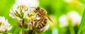 Honey bee on white flower while collecting pollen on green blurred background close up macro. Royalty Free Stock Photo