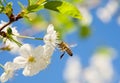 Honey bee on a white flower collects pollen on a blue sky background Royalty Free Stock Photo