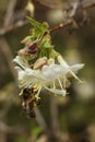 Honey bee on a white flower of a honeysuckle tree Royalty Free Stock Photo