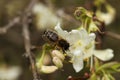 Honey bee on a white flower of a honeysuckle tree Royalty Free Stock Photo