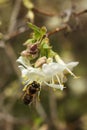 Honey bee on a white flower of a honeysuckle tree Royalty Free Stock Photo