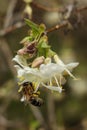 Honey bee on a white flower of a honeysuckle tree Royalty Free Stock Photo