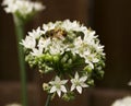 Honey Bee on White Flower Wild Onions Royalty Free Stock Photo