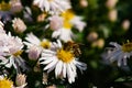 Bee on a white flower, blurred background