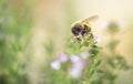 honey bee on white flowers of thyme in a garden in springtime Royalty Free Stock Photo