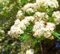 Honey bee on white hawthorn flower