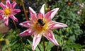 Honey bee on white pink flower in Botanical Garden of Malmo in Sweden Royalty Free Stock Photo