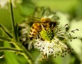 Honey Bee On Wild Berry Flower