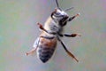 Honey Bee on Window 02 Royalty Free Stock Photo
