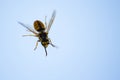 honey bee on the window Royalty Free Stock Photo