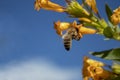 Honey bee at work Royalty Free Stock Photo