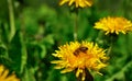 Honey bee at work. A bee pollinates dandelion flowers. A bee makes honey. Sunny working day of honey bee Royalty Free Stock Photo