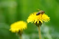 Honey bee work on the yellow dandelion in the summer garden Royalty Free Stock Photo