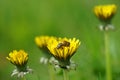 honey bee work on the yellow dandelion in the summer garden Royalty Free Stock Photo