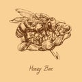 Honey bee worker collecting pollen on flower, drawing, high quality vintage engraved illustration style, hand drawn doodle, sketch