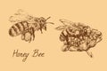 Honey bee worker flying with collected pollen and on flower, drawing set, hand drawn doodle, sketch, vector with inscription