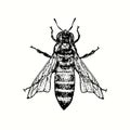Honey bee worker, top view. Ink black and white drawing