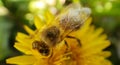 Honey Bee working Busy on a Yellow Dandelion Flower Royalty Free Stock Photo