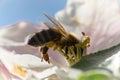 Honey bee working Royalty Free Stock Photo