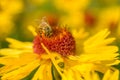 Working Bee on Red-Yellow Sunflower Royalty Free Stock Photo