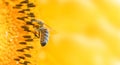 Honey bee on a sunflower flower. Selective focus. Close-up Royalty Free Stock Photo