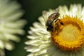 Honey bee on xerochrysum bracteatum flower known as the golden everlasting or strawflower Royalty Free Stock Photo