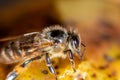 Honey bee on a yellow background, macro close-up Royalty Free Stock Photo