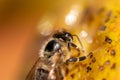 Honey bee on a yellow background, macro close-up Royalty Free Stock Photo