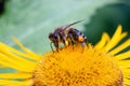 Honey bee during yellow daisy flower plant pollination macro Royalty Free Stock Photo