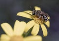 Honey bee on yellow daisy. macro photo. pollen is smeared on it. Royalty Free Stock Photo