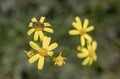 Honey bee on yellow daisy. macro photo. pollen is smeared on it. Royalty Free Stock Photo