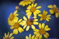 Honey Bee on Yellow Daisy